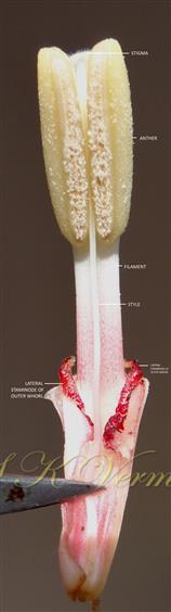  Stamens and Staminodes
